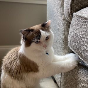 Meet your Posher, Robin